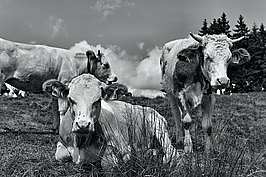 Tierwelt (1v9)_t.jpg